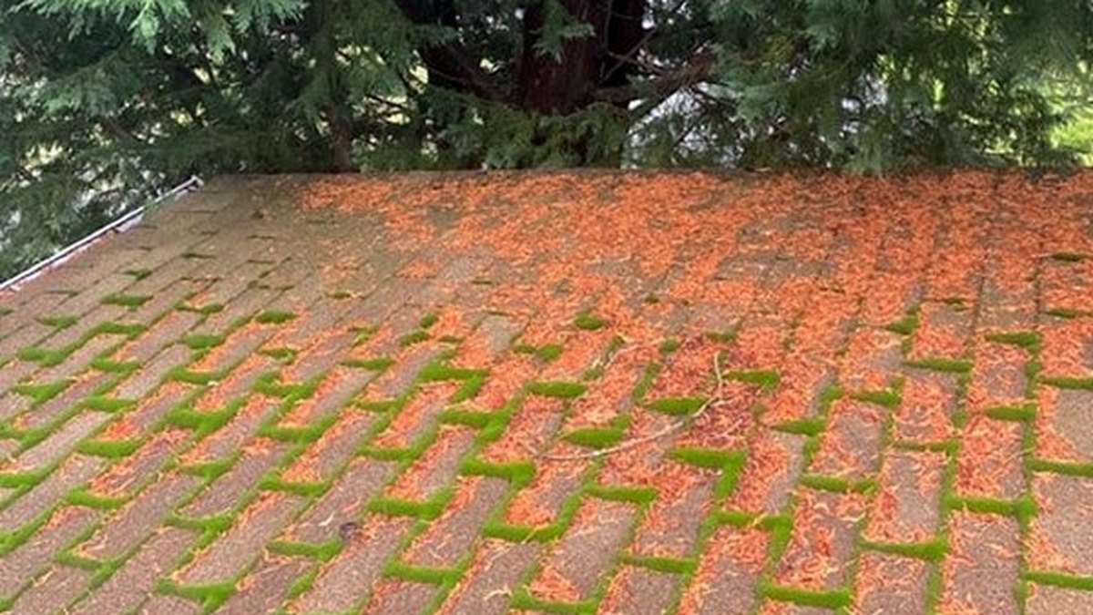 Mossy roof before treatment